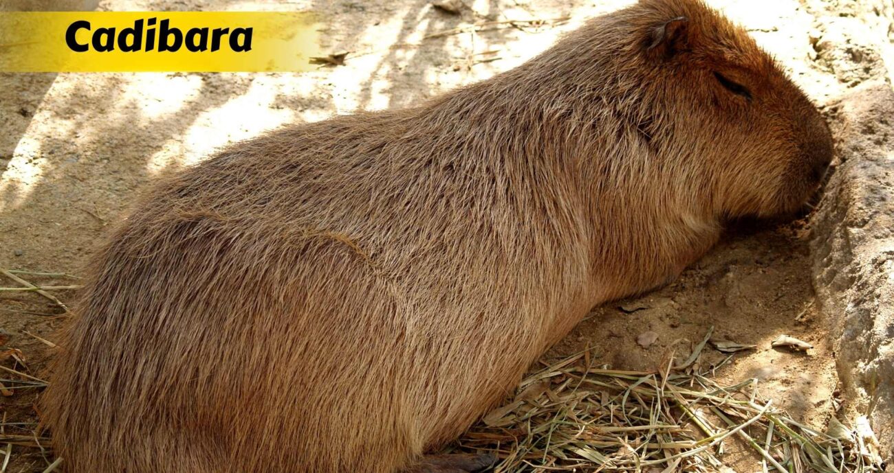 Cadibara